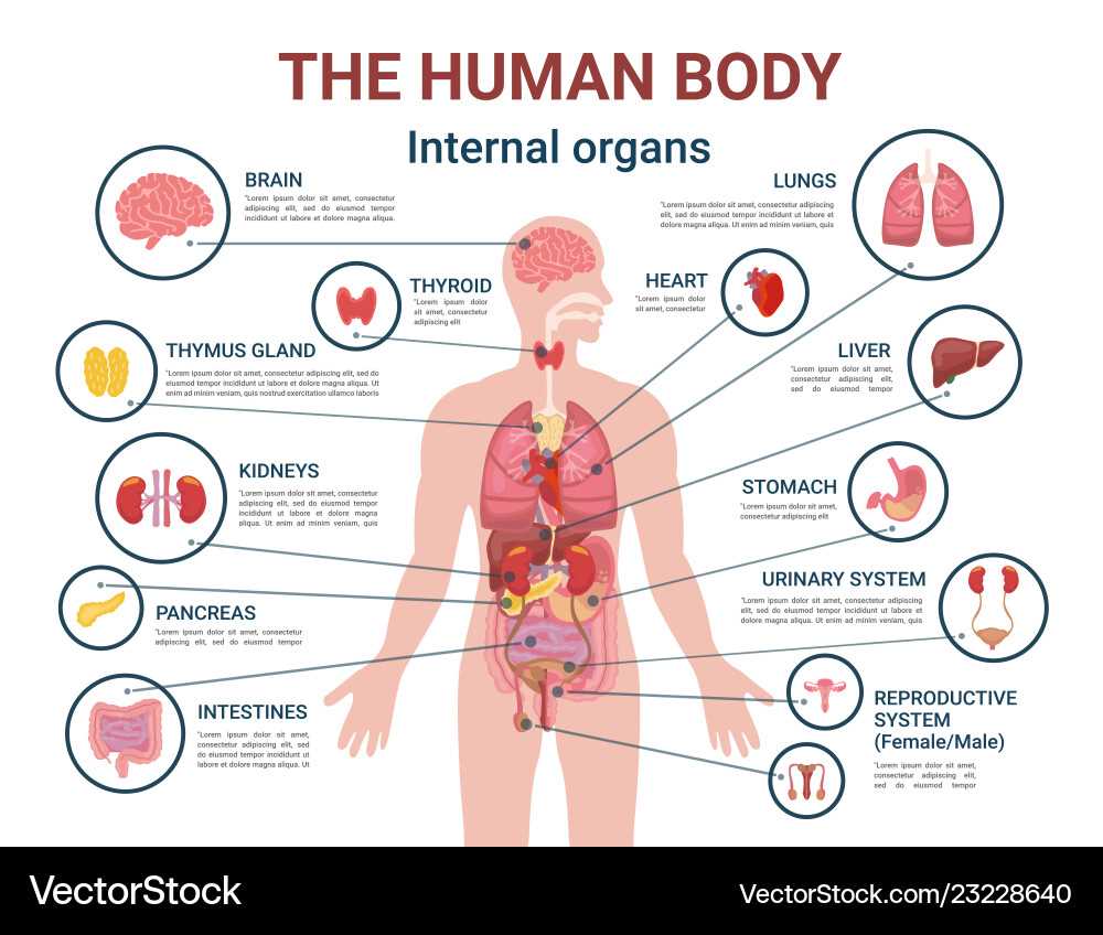 human internal body parts diagram