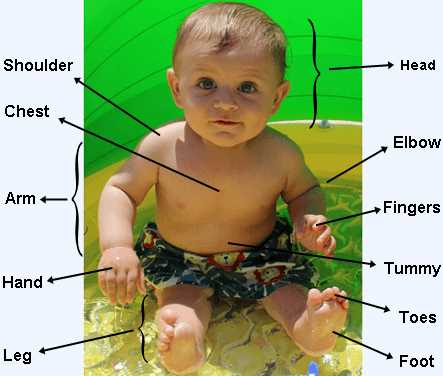 human body parts diagram with names