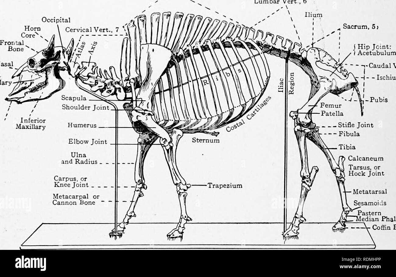 buffalo body parts diagram