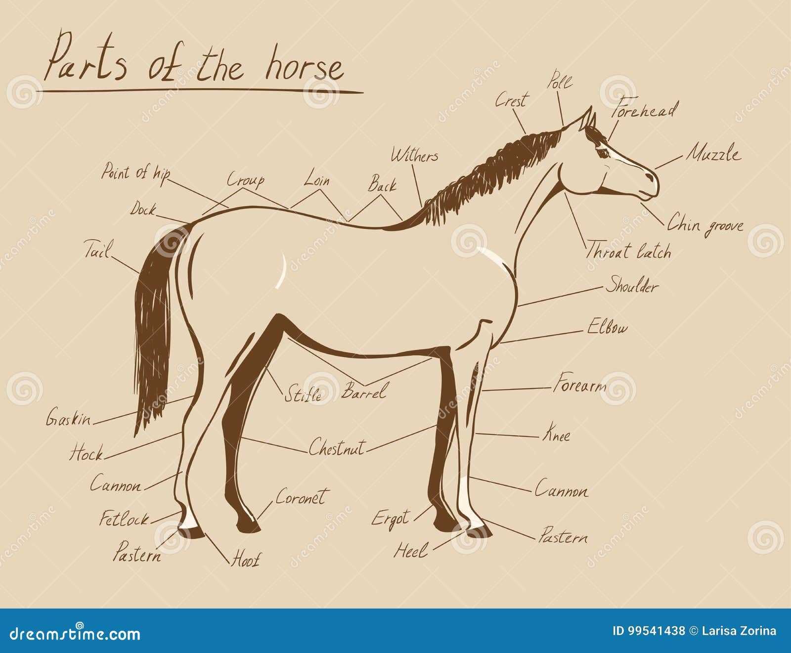 parts of a horse diagram