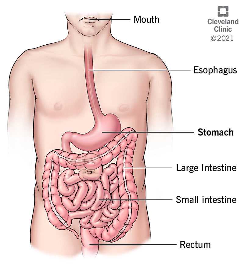 human body parts diagram with names