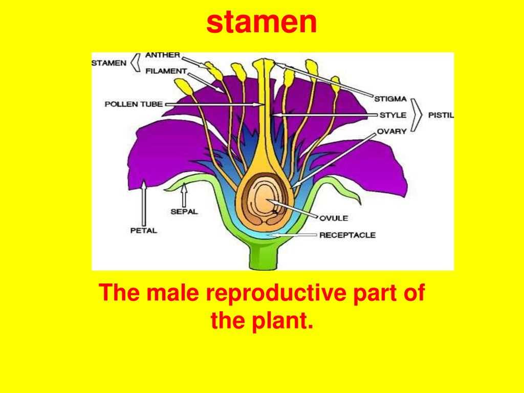 male parts of a flower diagram