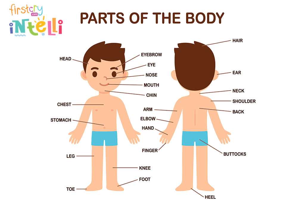 external body parts diagram