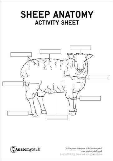 lamb body parts diagram