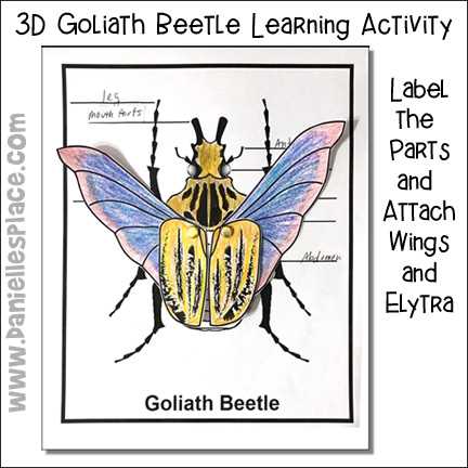 beetle body parts diagram