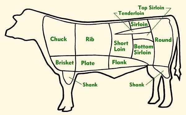 parts of a cow diagram