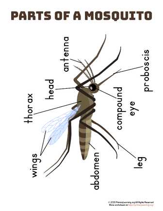 mosquito diagram body parts