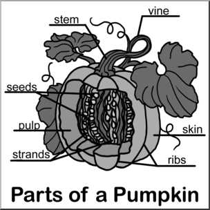 parts of a pumpkin plant diagram