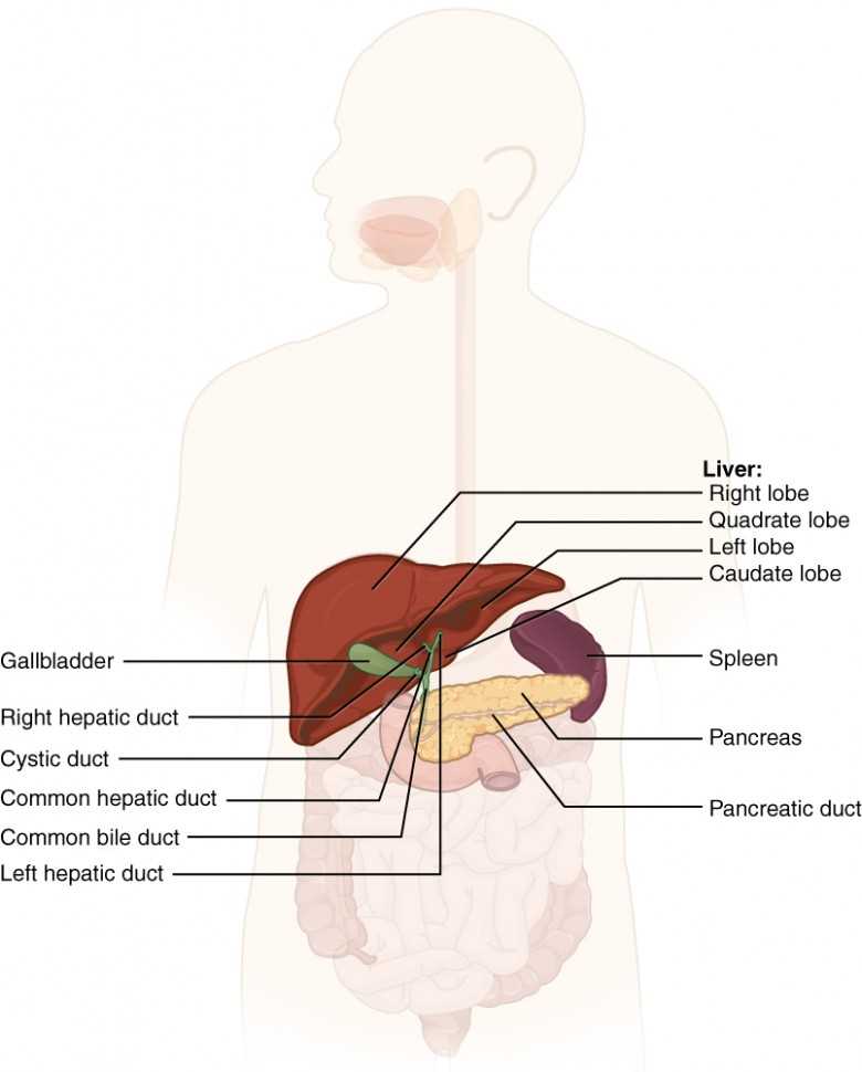 liver diagram with parts