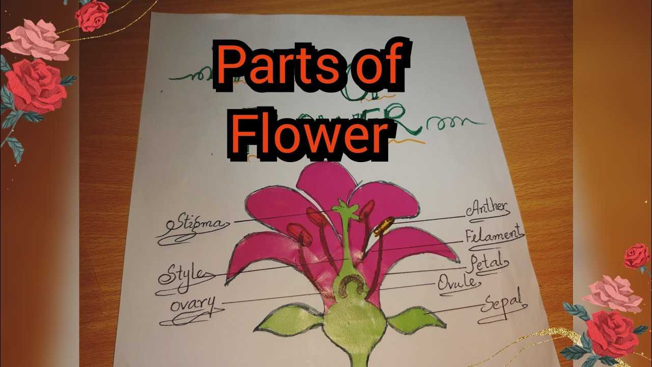 parts of a flower labeled diagram