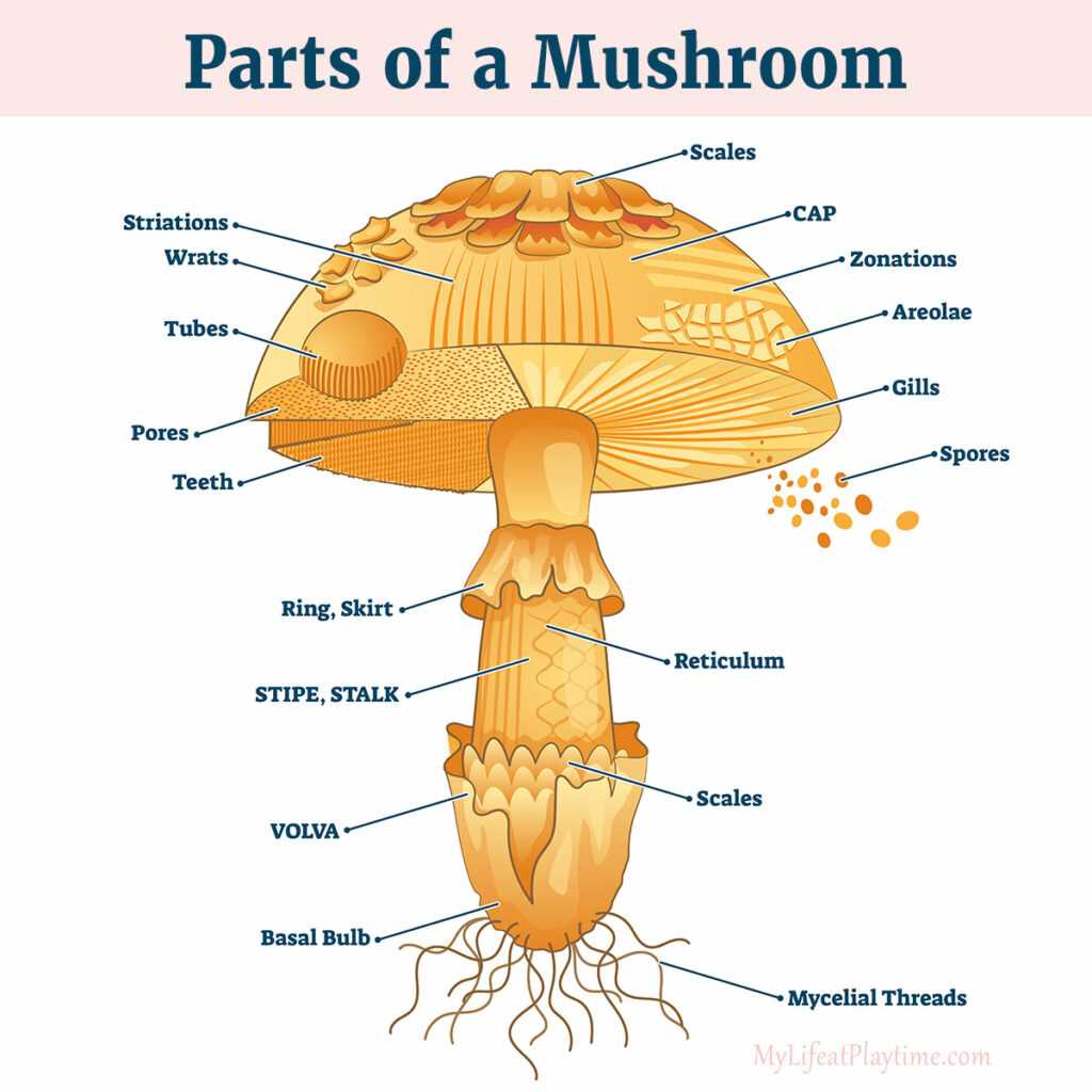 parts of a mushroom diagram