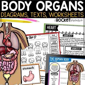 inner body parts diagram