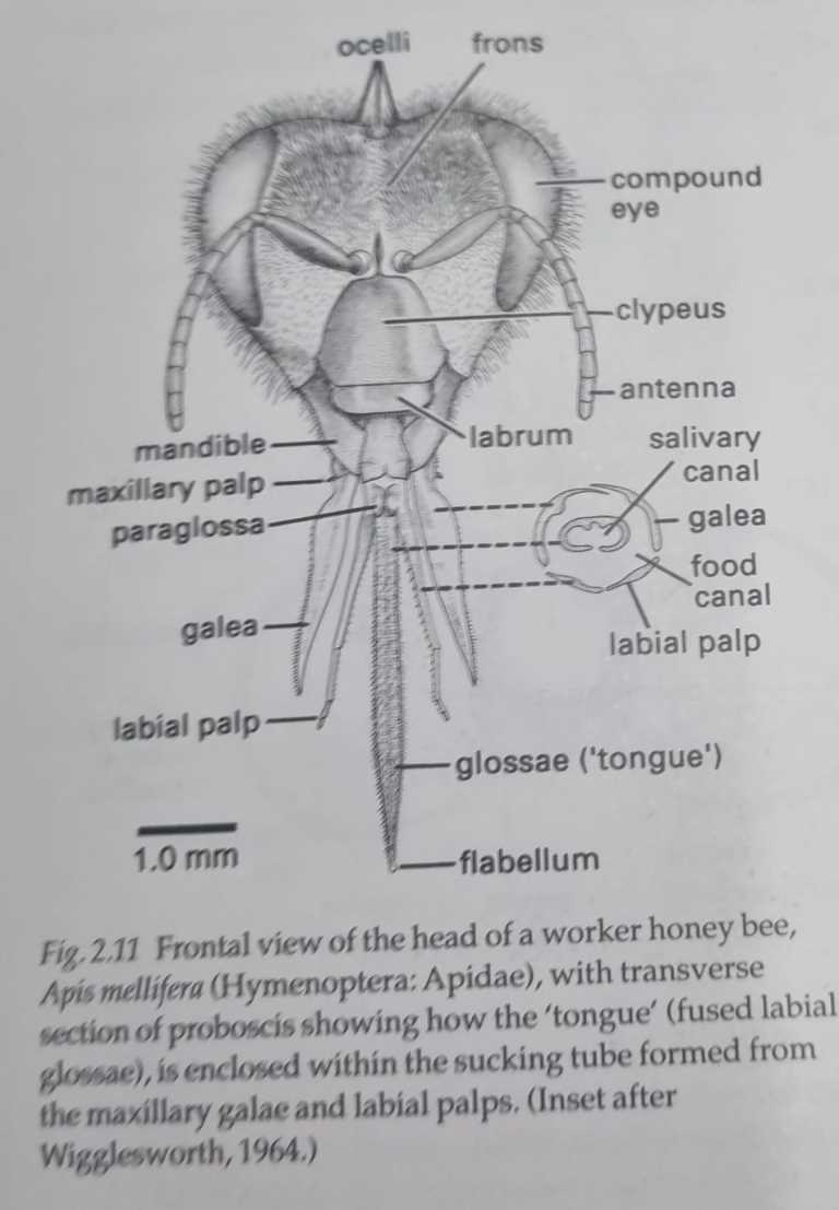 bee parts diagram