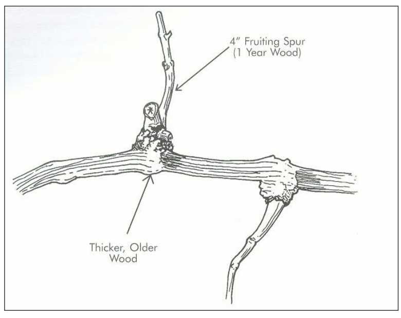 parts of a grape vine diagram