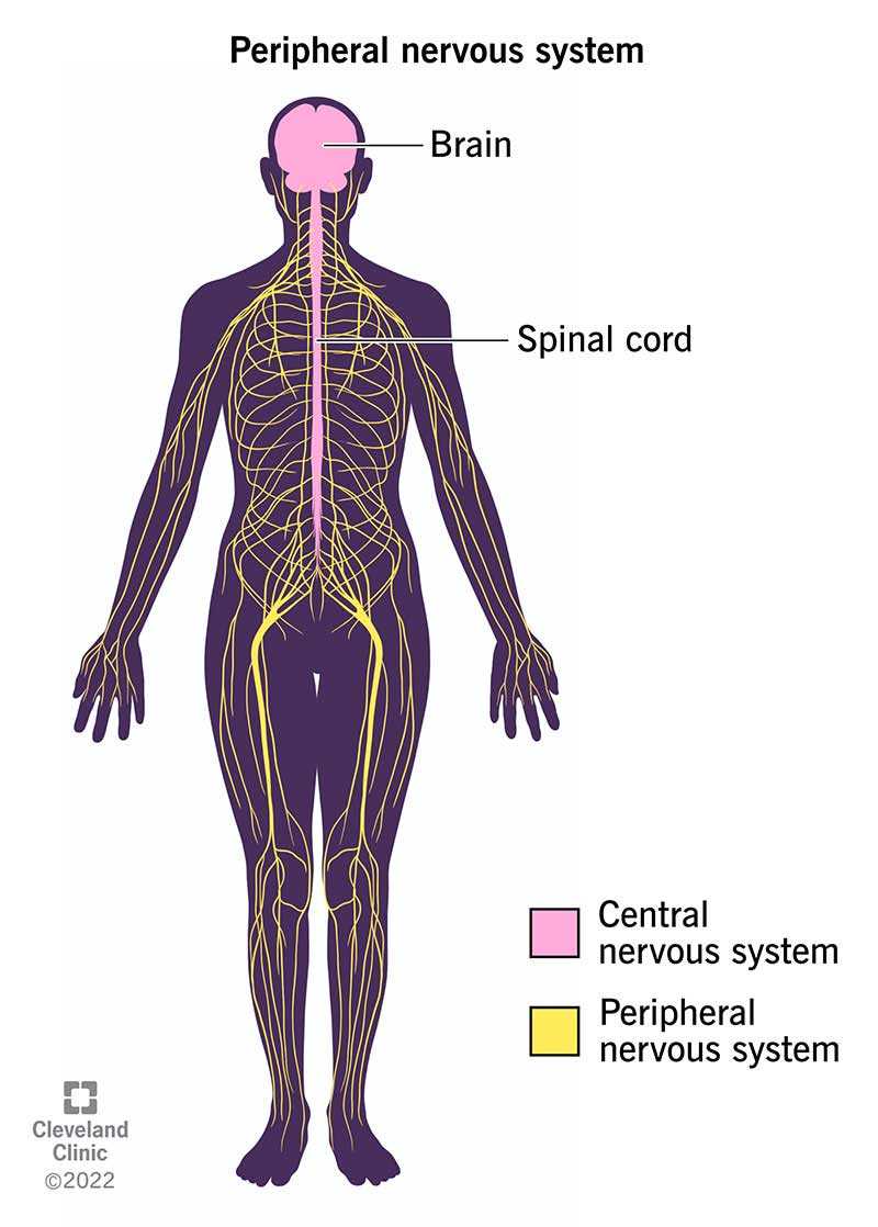 latin body parts diagram