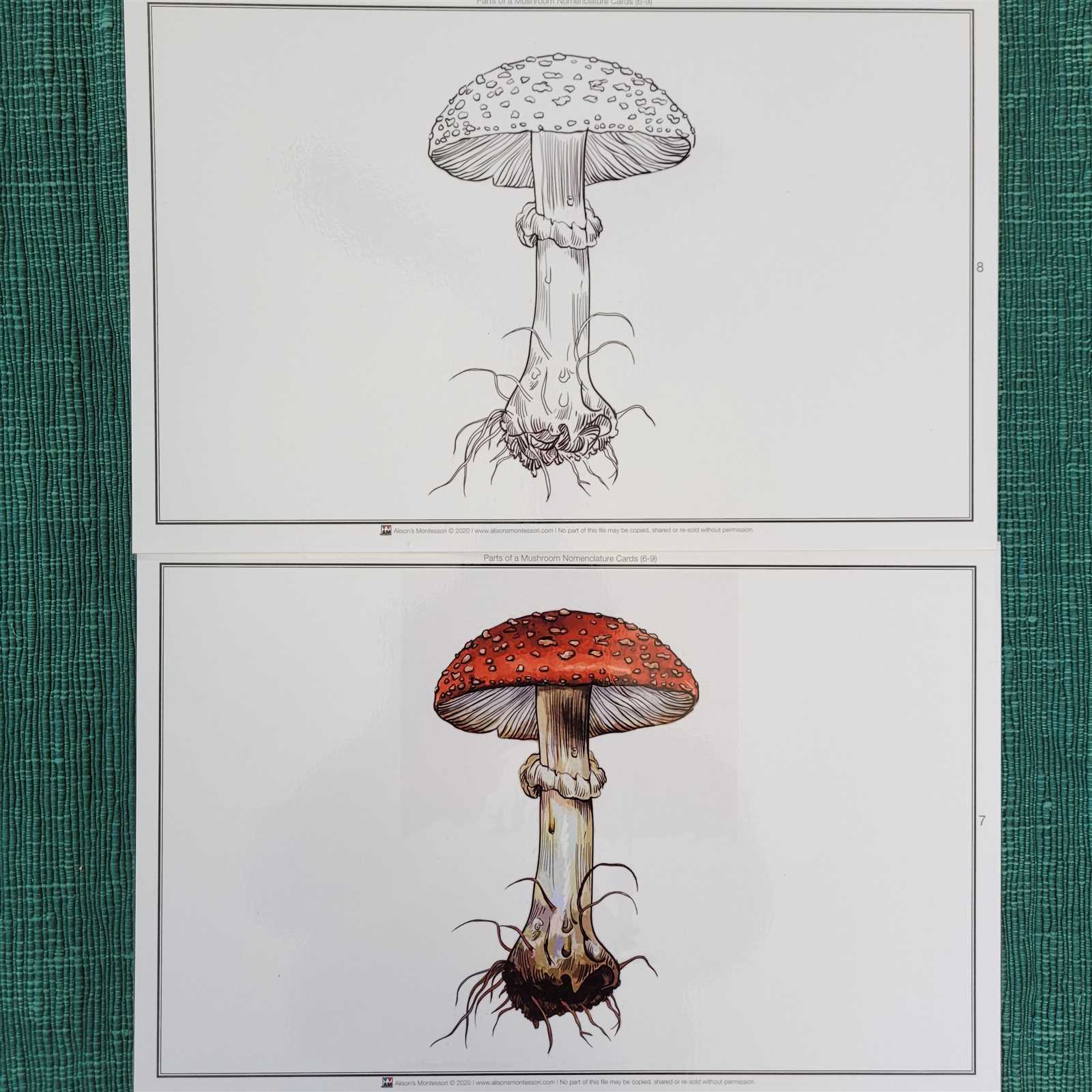 parts of a mushroom diagram