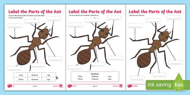 insect body parts diagram for kindergarten