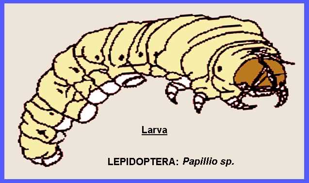 body parts of a caterpillar diagram