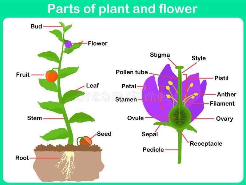 diagram of the parts of a plant