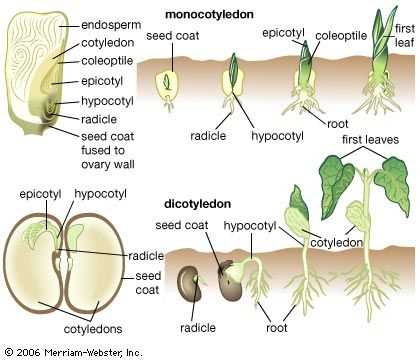 diagram of parts of a seed