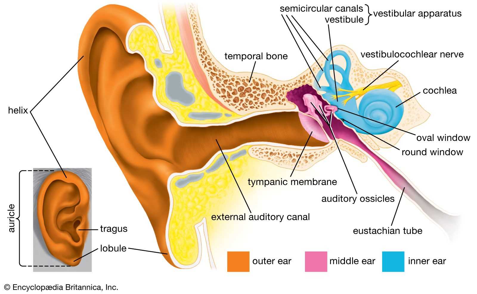 diagram parts ear