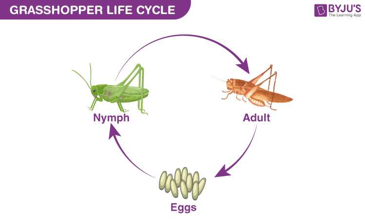 parts of a grasshopper diagram