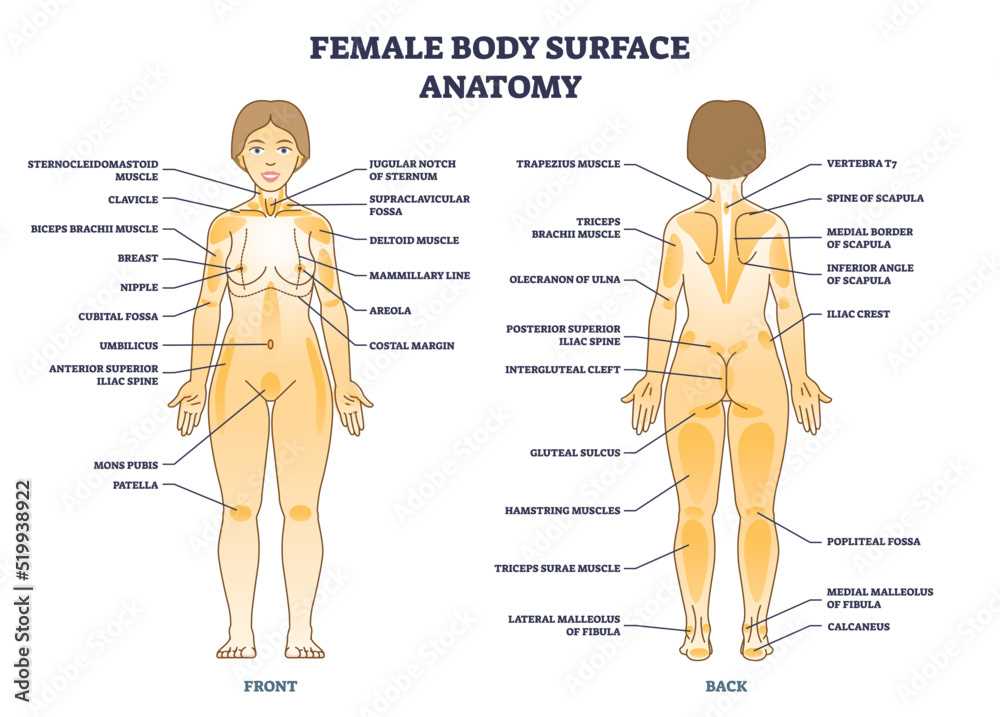 body parts with diagram