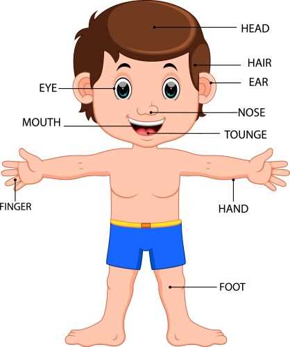 human body parts diagram with label