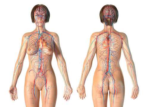 body parts female diagram