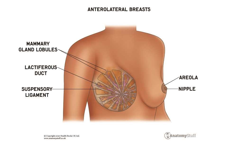 breast parts diagram