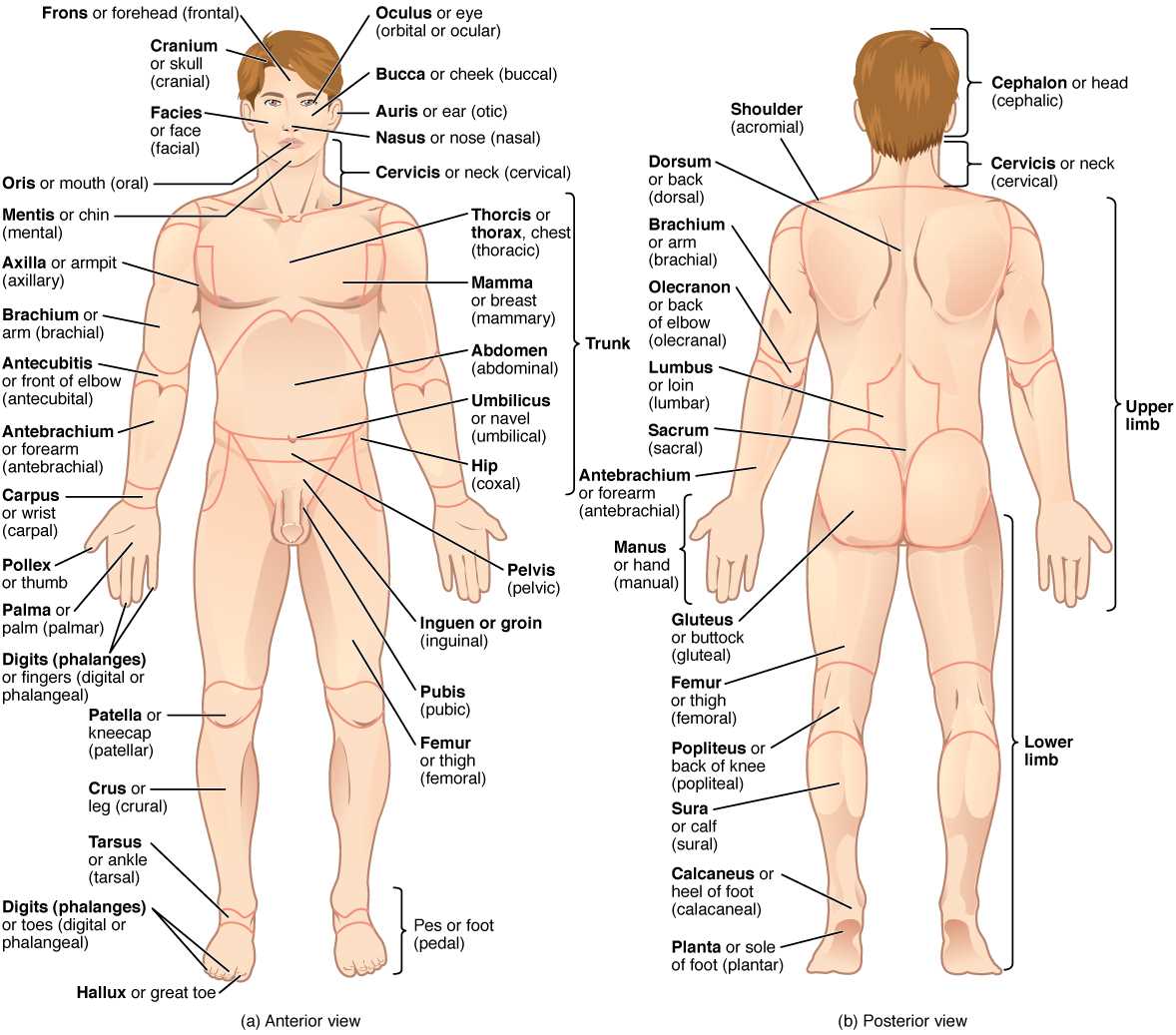 human body parts diagram with names