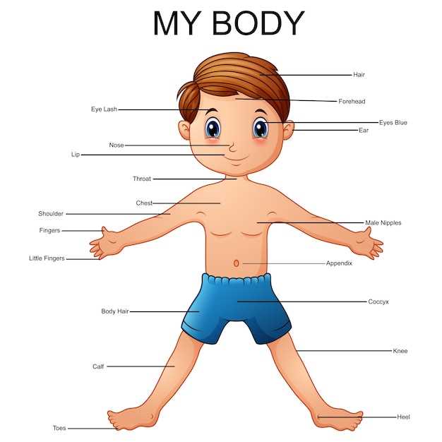 external body parts diagram