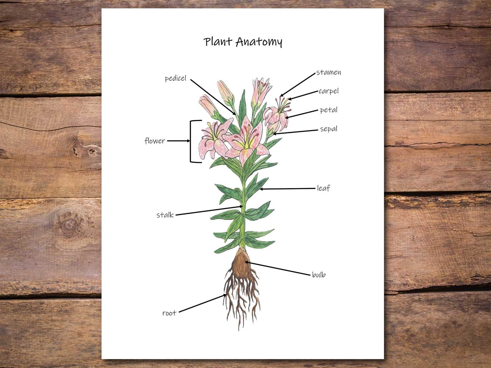 flower parts diagram