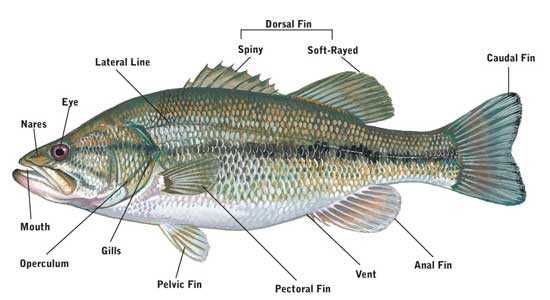 fish parts diagram