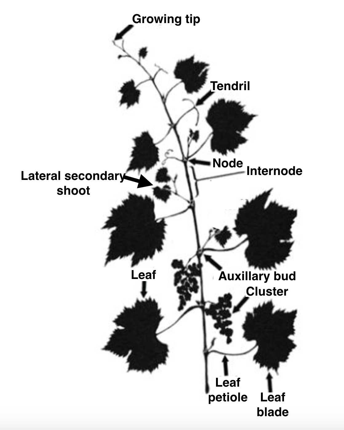 parts of a grape vine diagram