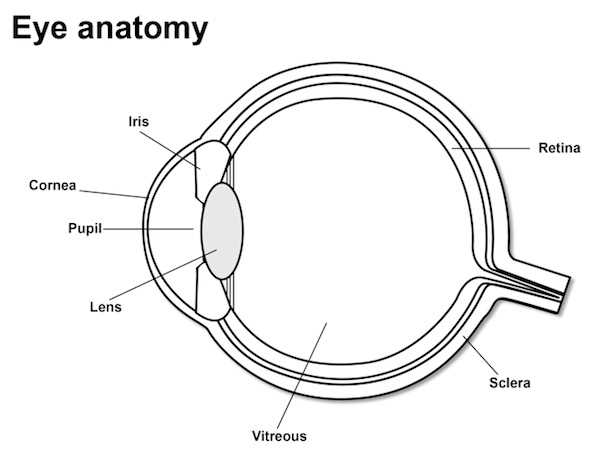 diagram of the parts of the eye