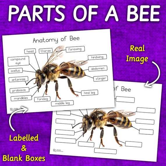 bee parts diagram