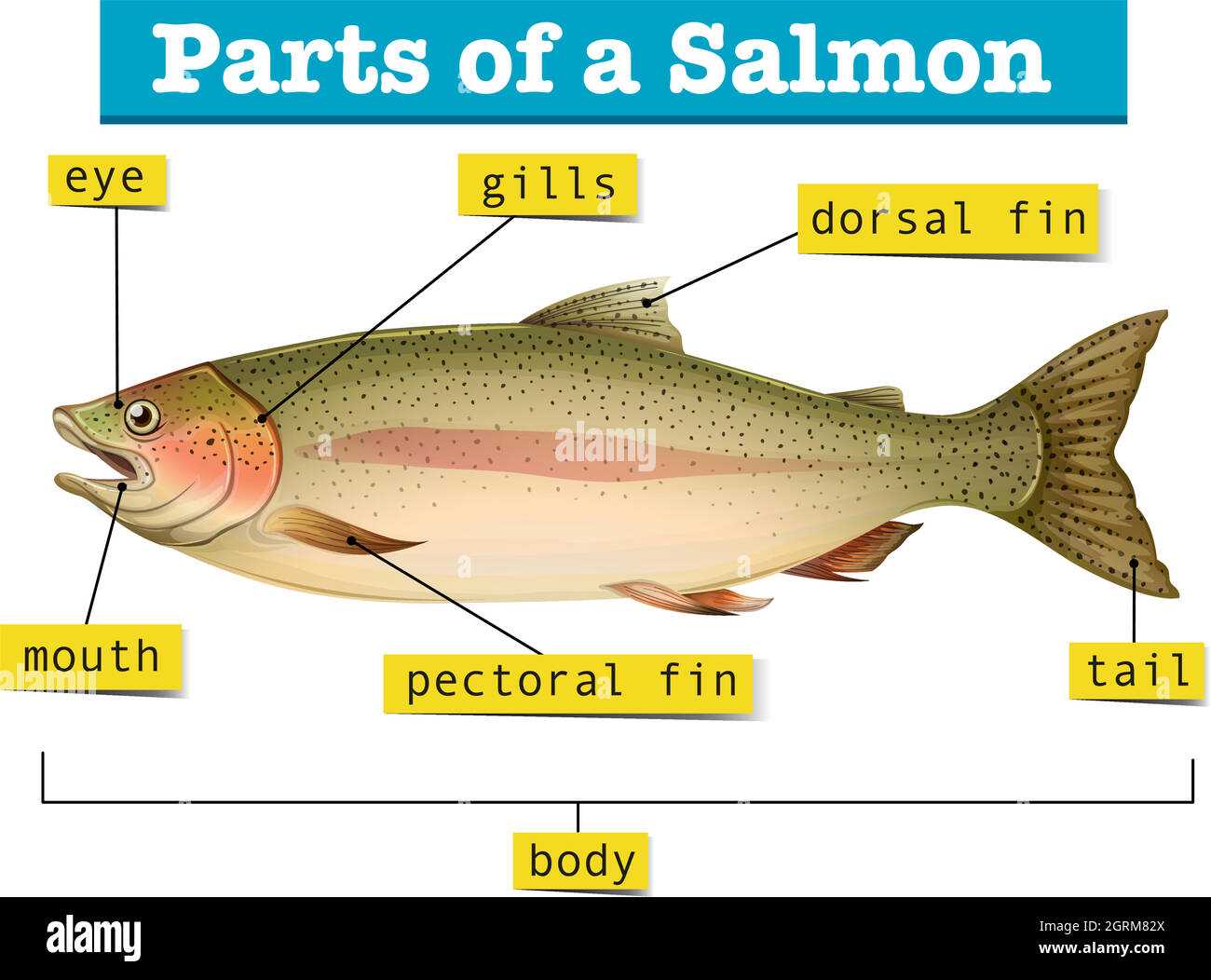 fish diagram and parts