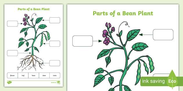 parts of a plant labeled diagram