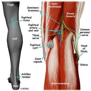 leg parts diagram