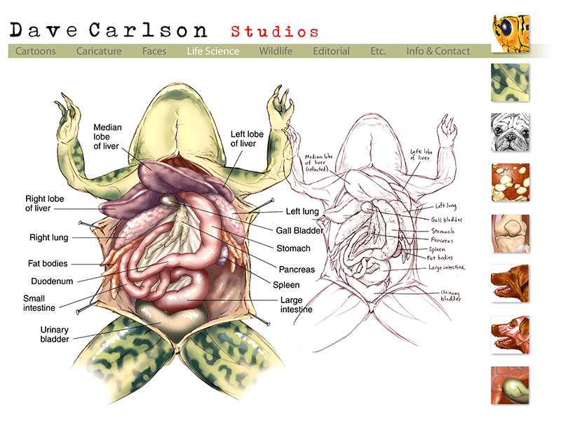 parts of a frog diagram