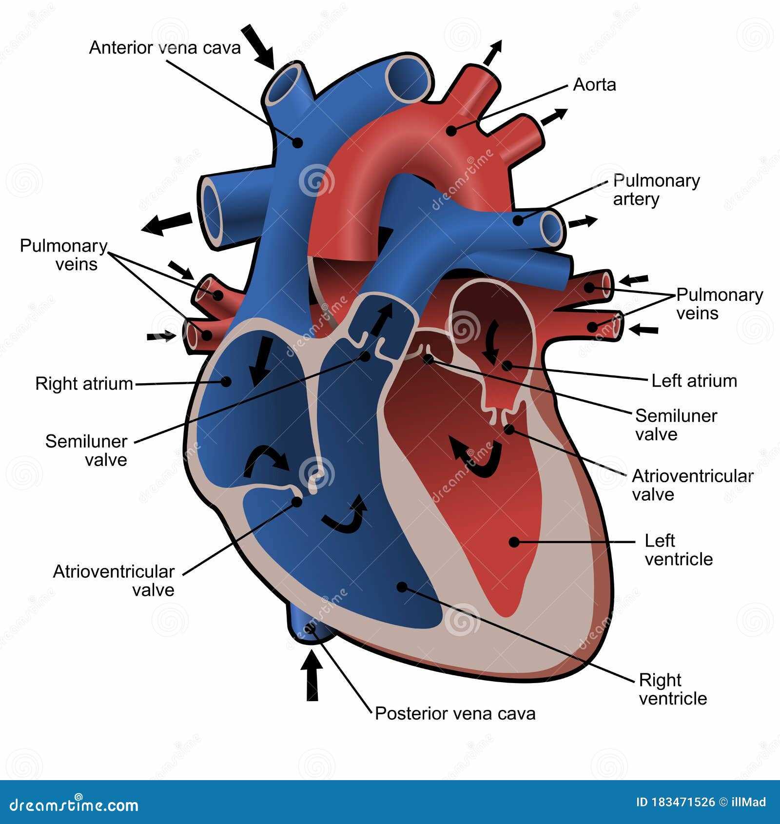 diagram of the parts of the heart