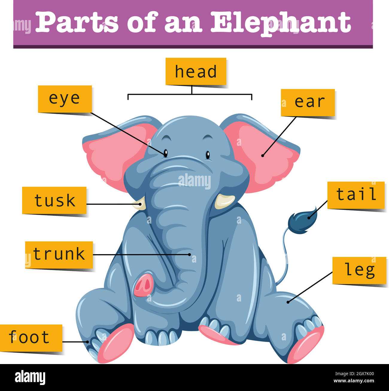 elephant body parts diagram