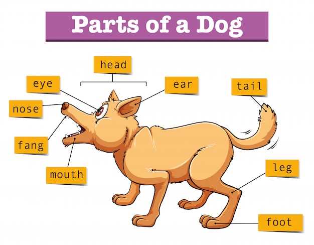 body parts of a dog diagram