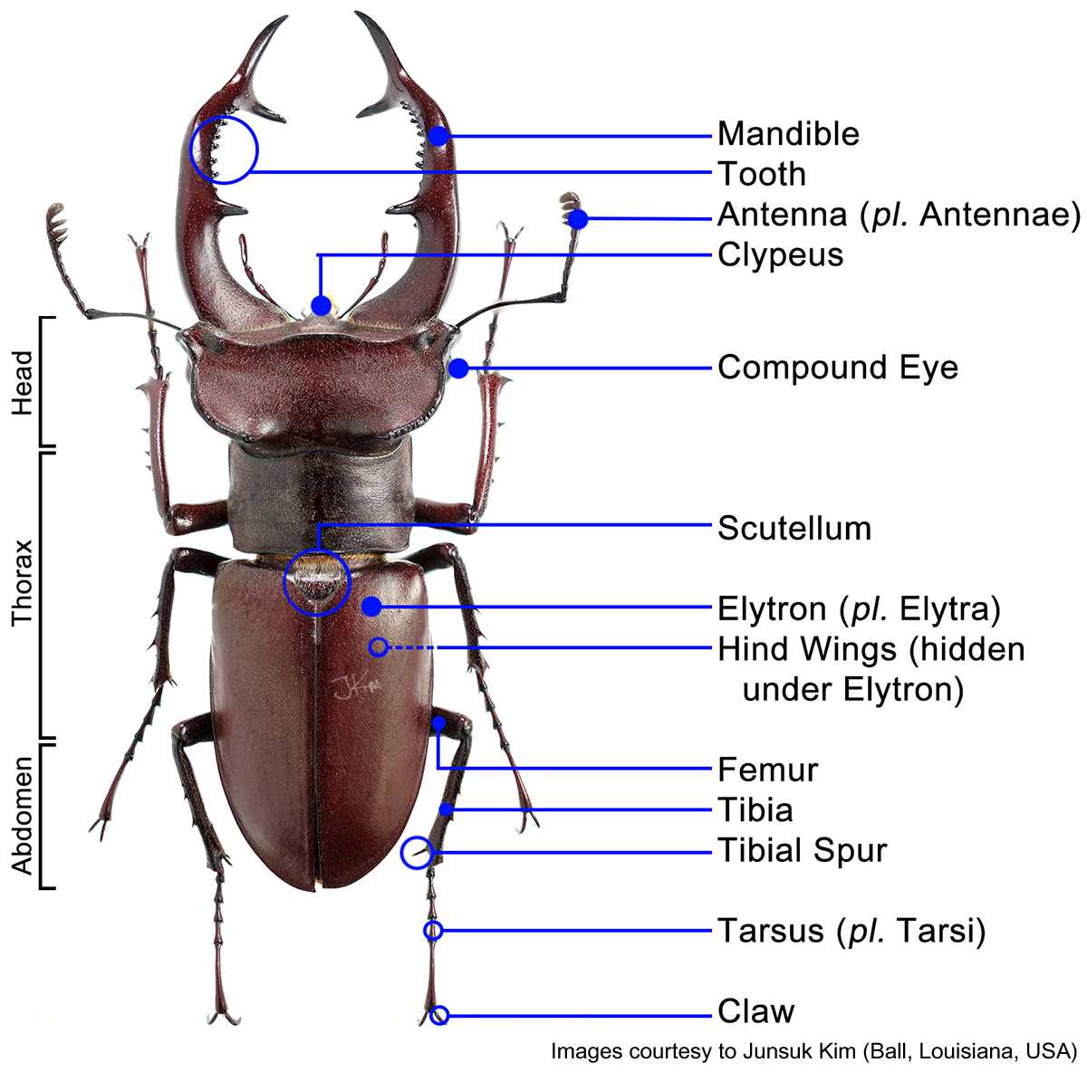 beetle body parts diagram