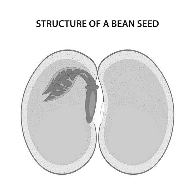 parts of a bean seed diagram