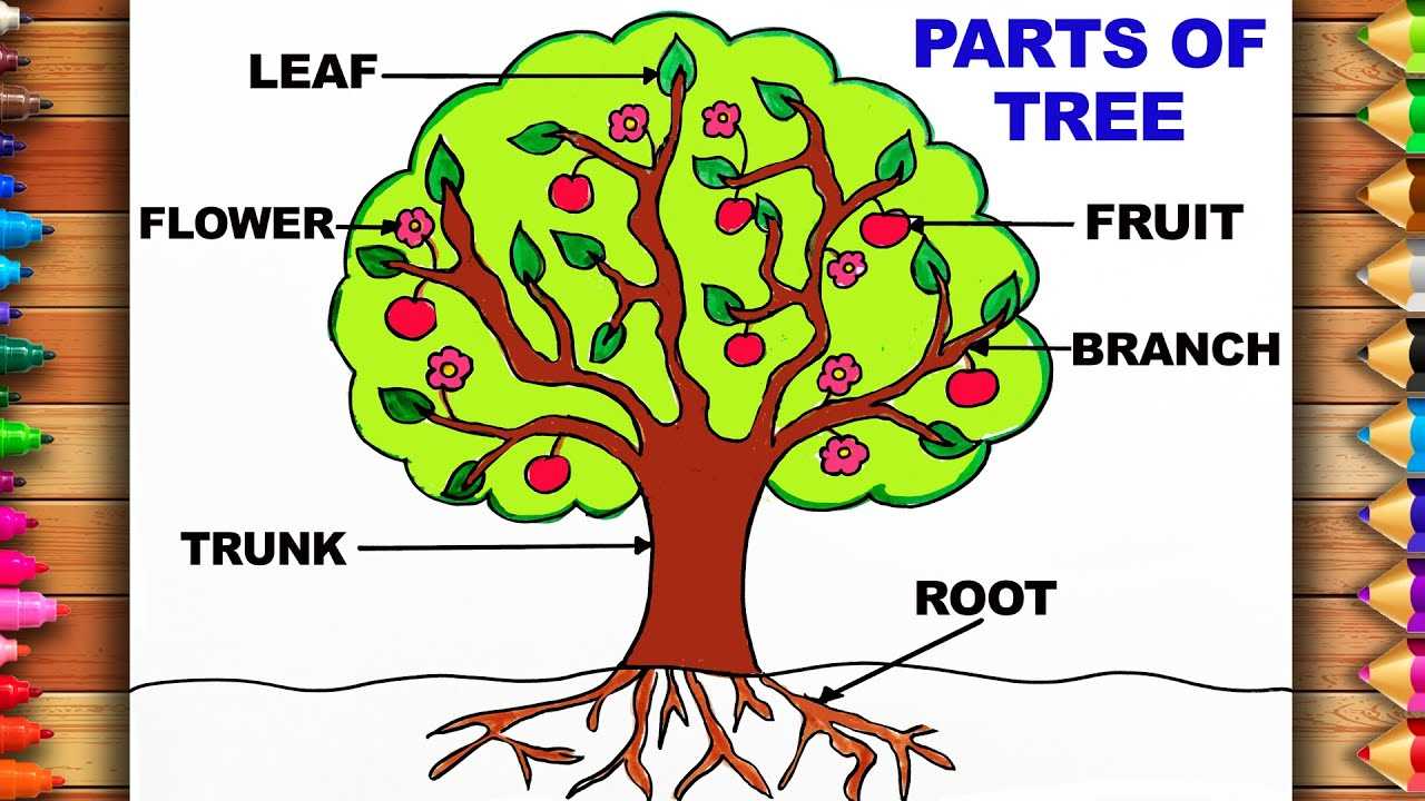 diagram of a tree and its parts