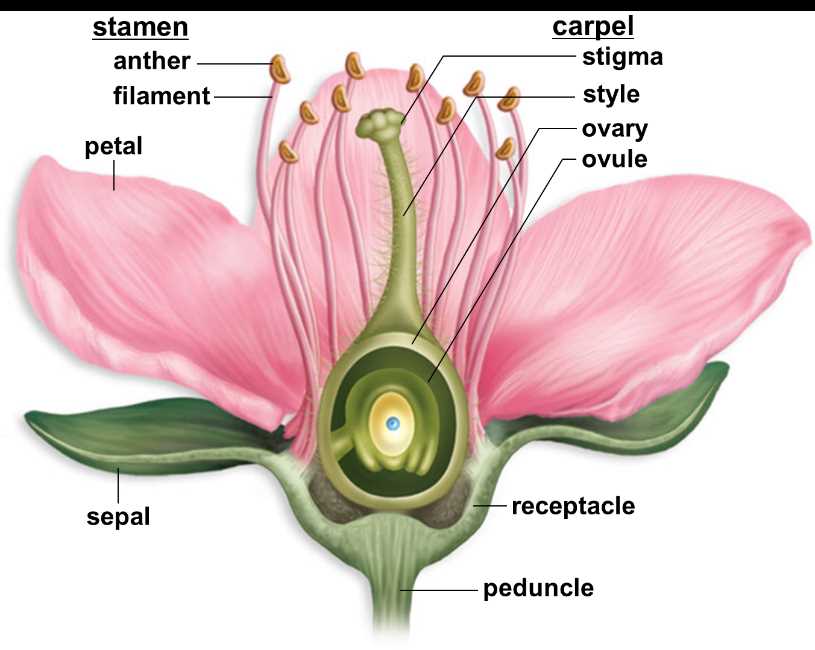 parts of a flowering plant diagram