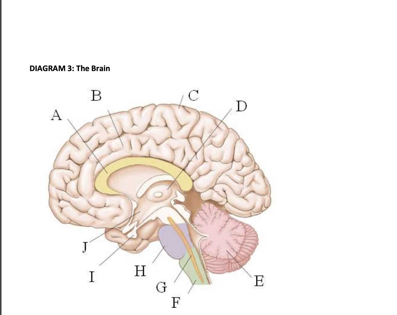 brain diagram 3 parts