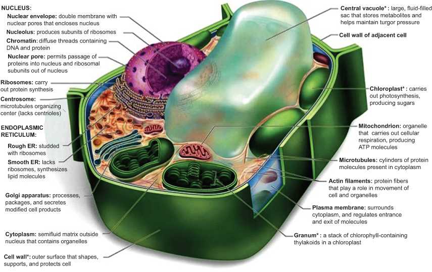 parts of a plant cell diagram